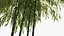 Bamboo #2