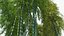 Bamboo #2