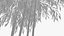 Bamboo #2