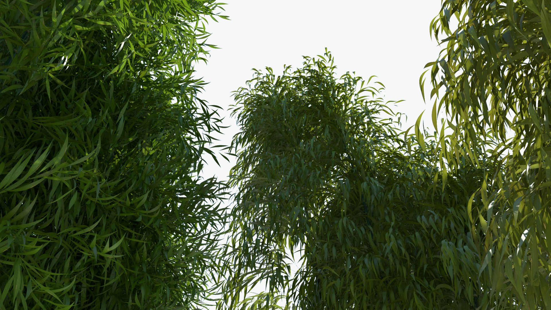bamboo 3D https://p.turbosquid.com/ts-thumb/Jv/Pnv6Bz/7L82Y2lh/newbamboo_001/jpg/1580812874/1920x1080/fit_q87/c799ccf5d25b94cfce7e6746fb44d71d623d661a/newbamboo_001.jpg