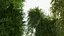 Bamboo #2