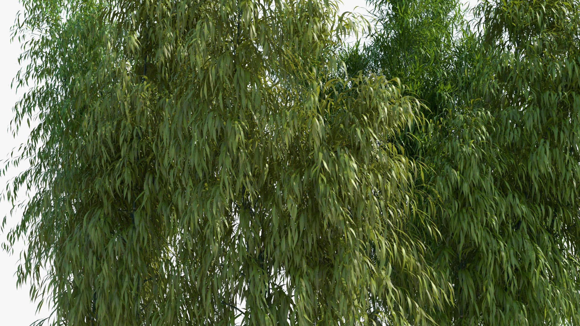 bamboo 3D https://p.turbosquid.com/ts-thumb/Jv/Pnv6Bz/a915iuBl/newbamboo_002/jpg/1580812874/1920x1080/fit_q87/87f8f799ae2c594a810c2a29e4fb30b97de19638/newbamboo_002.jpg