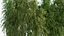 Bamboo #2