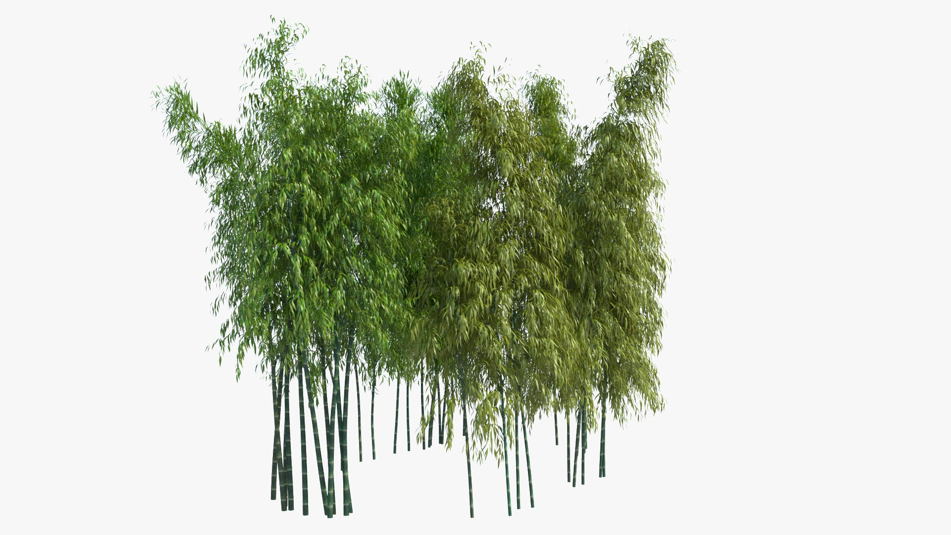 bamboo 3D https://p.turbosquid.com/ts-thumb/Jv/Pnv6Bz/cHuSnWRV/newbamboo_005/jpg/1580812874/1920x1080/fit_q87/13e7511e6215ba2828c641a87d9f31401e825852/newbamboo_005.jpg