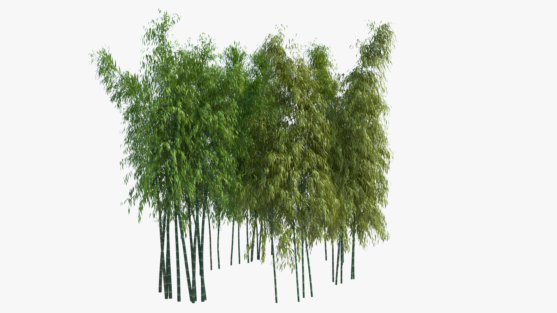 bamboo 3D https://p.turbosquid.com/ts-thumb/Jv/Pnv6Bz/ghOj43Zs/bamboo_turntable/jpg/1580812914/1920x1080/turn_fit_q99/4732966827e40ce4f8004148328445e1cc381d0f/bamboo_turntable-1.jpg