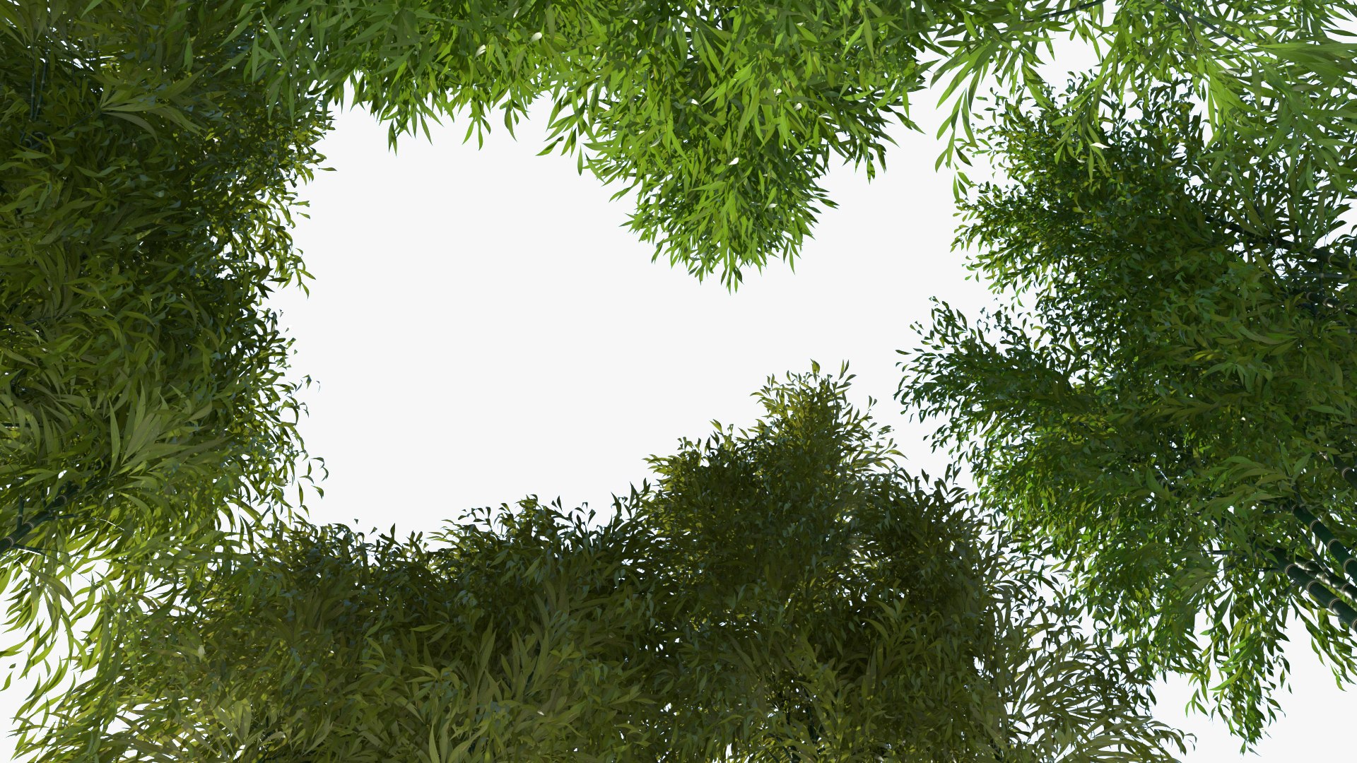 bamboo 3D https://p.turbosquid.com/ts-thumb/Jv/Pnv6Bz/hpjpzNXJ/newbamboo_006/jpg/1580812874/1920x1080/fit_q87/80b54823ec00107f69a4f47c25808498c4bf8d4f/newbamboo_006.jpg