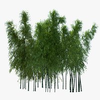 Bamboo #2