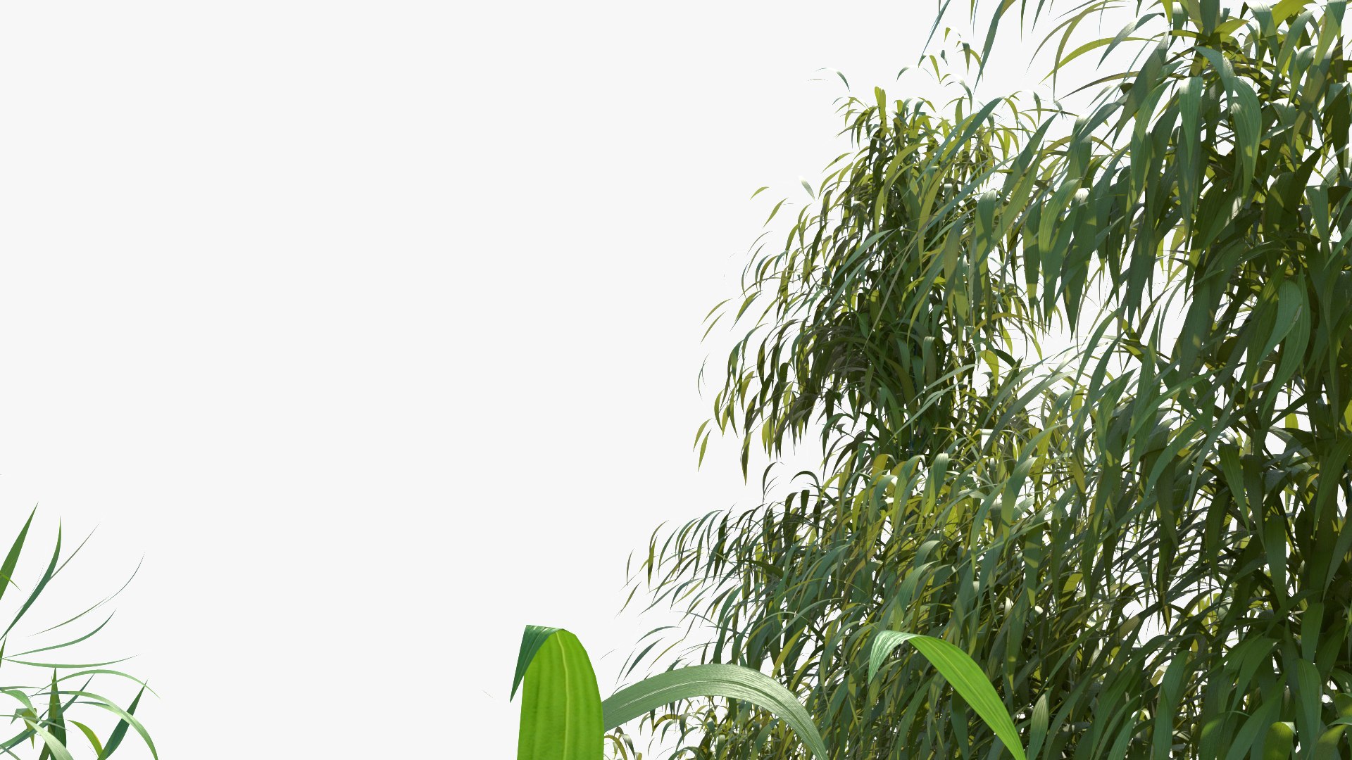 bamboo 3D https://p.turbosquid.com/ts-thumb/Jv/Pnv6Bz/o9MSKW2O/newbamboo_007/jpg/1580812874/1920x1080/fit_q87/ec89475726940cbf3a0b305df4a9a8407c4331f8/newbamboo_007.jpg