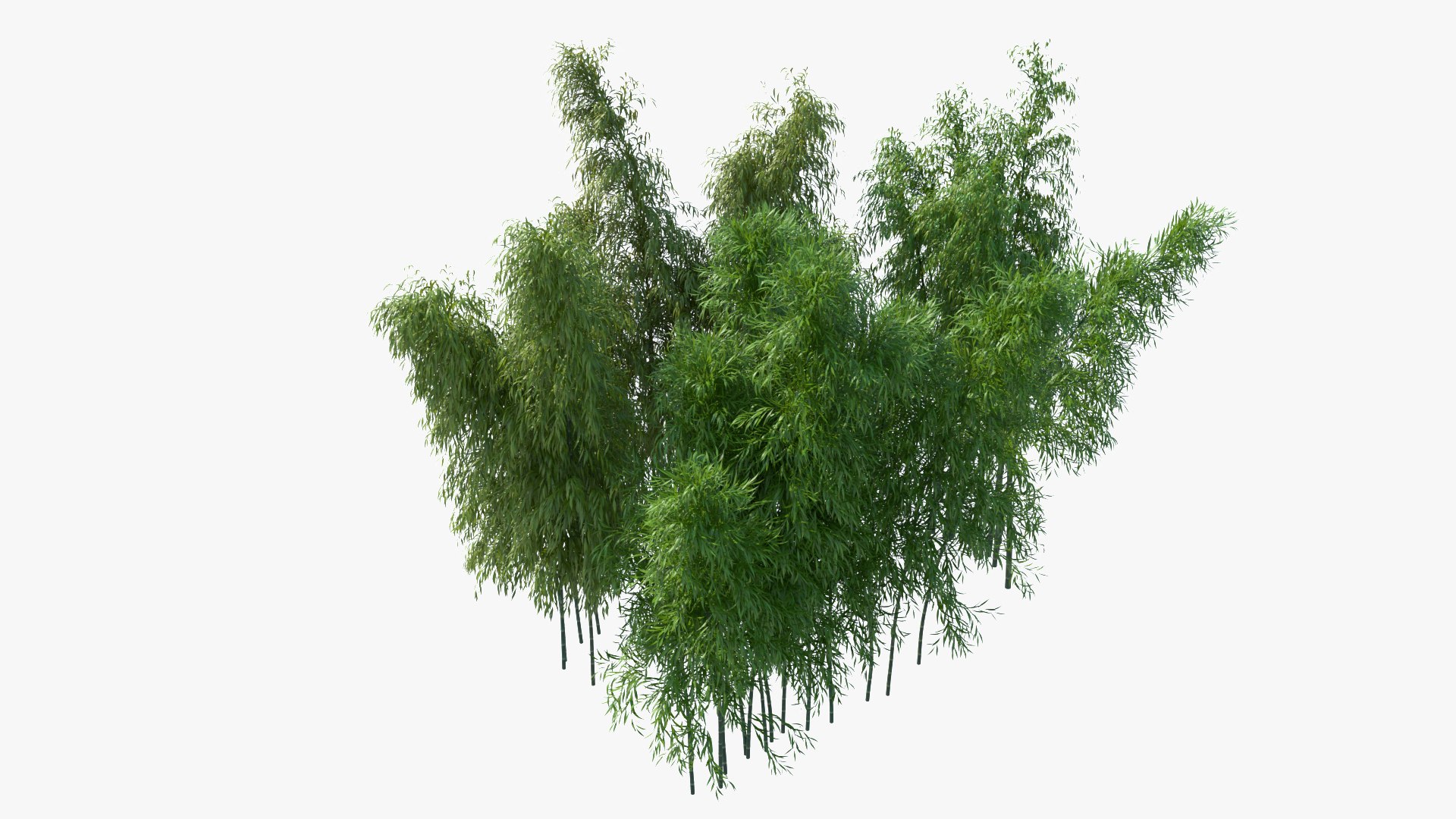 bamboo 3D https://p.turbosquid.com/ts-thumb/Jv/Pnv6Bz/zDlpVoJh/newbamboo_008/jpg/1580812874/1920x1080/fit_q87/fce44627e8a20af0bed392857614ecbe9eaa3904/newbamboo_008.jpg