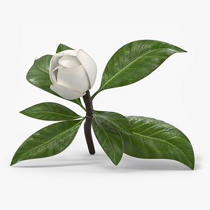 Closed Magnolia Bud with Rosette Leaves White