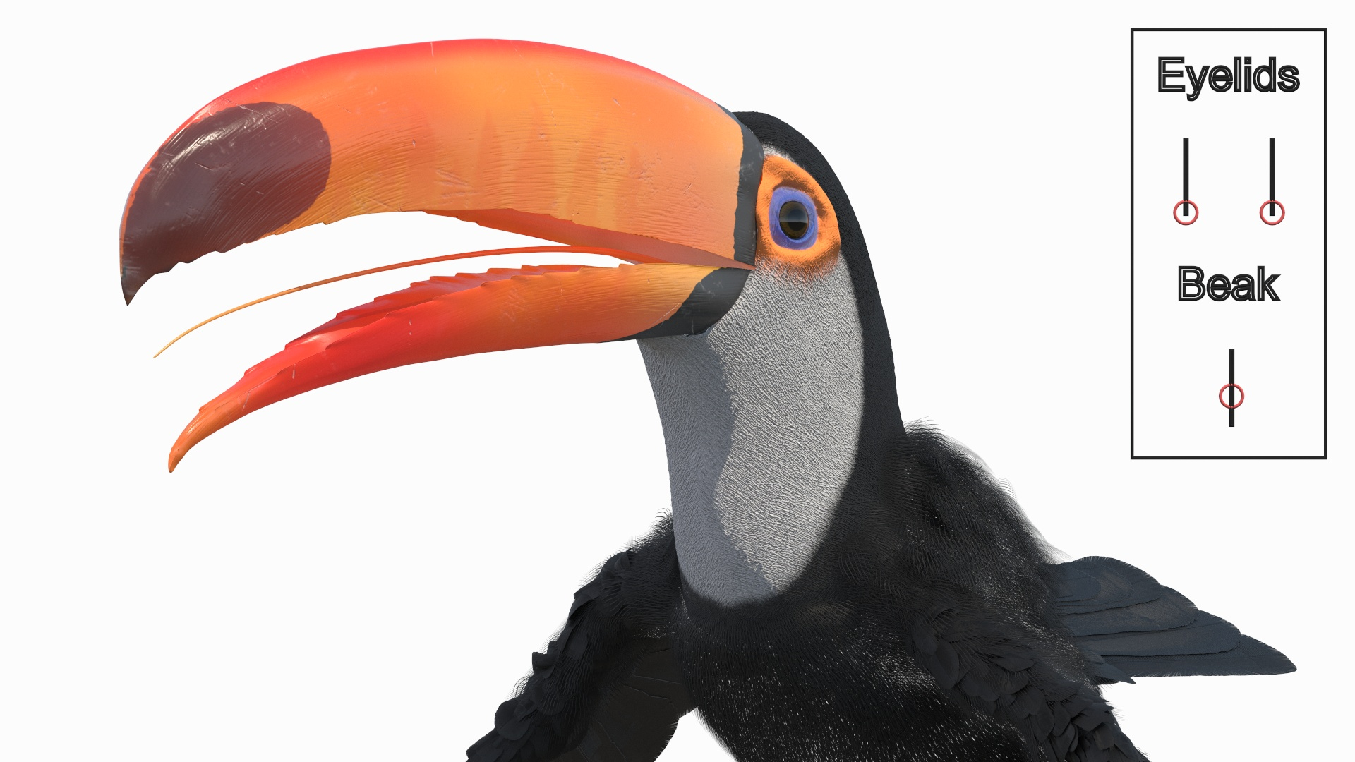 Toco Toucan Bird Rigged model https://p.turbosquid.com/ts-thumb/Jv/VoUixA/oK/toco_toucan_bird_rigged_362/jpg/1762465225/1920x1080/turn_fit_q99/c71a968b74705dea7ccc2e256f1933012050ae55/toco_toucan_bird_rigged_362-1.jpg