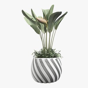 Strelitzia reginae and banana plant