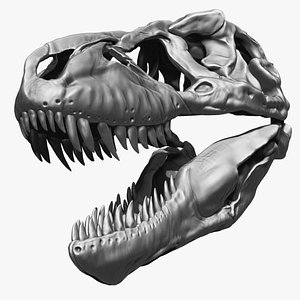 3D tyrannosaurus rex sue skull model