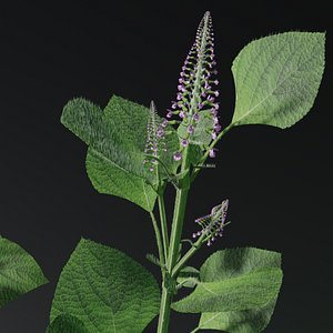 Purple Flower Plant 3D