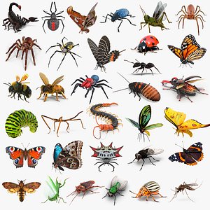 Insects Big Rigged Collection 5