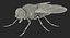 insects big rigged 5 3D model