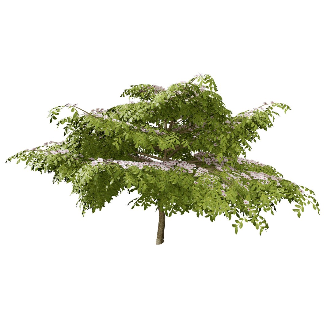 3D Blue Dogwood Deciduous Shrub model https://p.turbosquid.com/ts-thumb/Jv/r2LiTo/30/cornusalternifoliapagodadogwood09/jpg/1707820462/1920x1080/fit_q87/3cc617bfa8d794968ac43feb004f833b31710806/cornusalternifoliapagodadogwood09.jpg