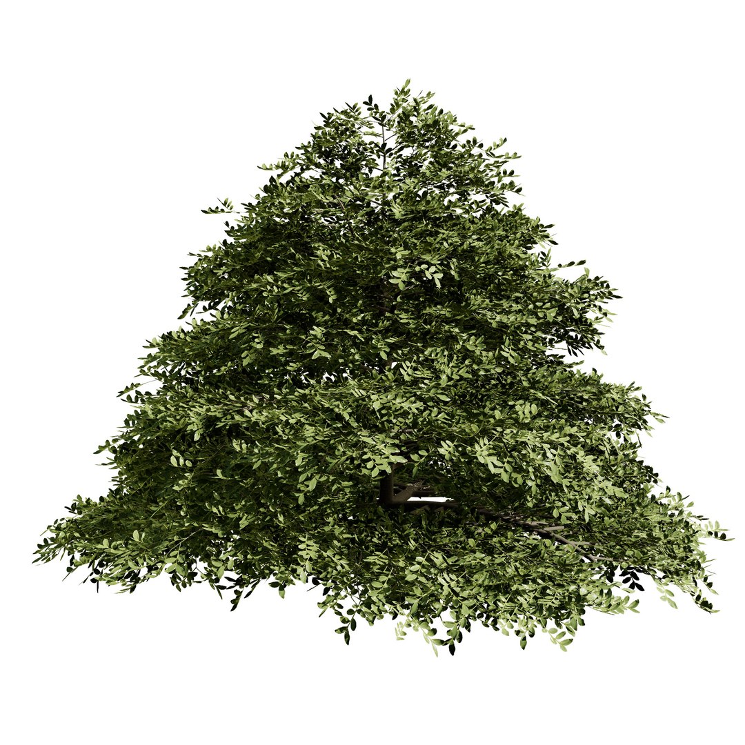 3D Blue Dogwood Deciduous Shrub model https://p.turbosquid.com/ts-thumb/Jv/r2LiTo/KP/cornusalternifoliapagodadogwoodsummer02/jpg/1707820456/1920x1080/fit_q87/30ce9d903b3cf58e192c4c6a22d7a2c0febb31e6/cornusalternifoliapagodadogwoodsummer02.jpg