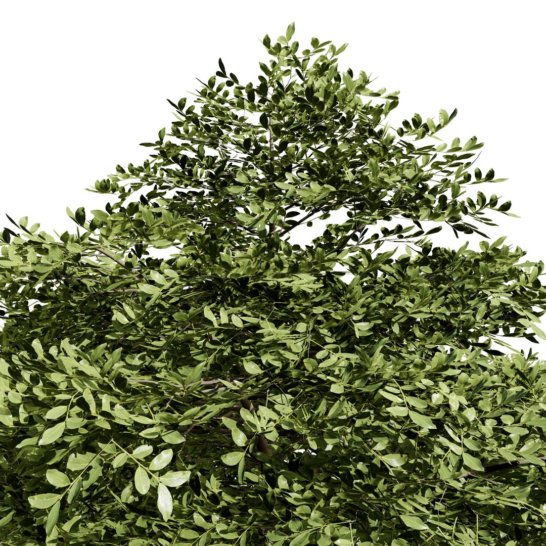 3D Blue Dogwood Deciduous Shrub model https://p.turbosquid.com/ts-thumb/Jv/r2LiTo/Rd/cornusalternifoliapagodadogwoodsummer02/jpg/1707820464/1920x1080/fit_q87/392c0580d2c088ac7f758e9775d673910a7dd595/cornusalternifoliapagodadogwoodsummer02.jpg