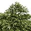 Blue Dogwood Deciduous Shrub