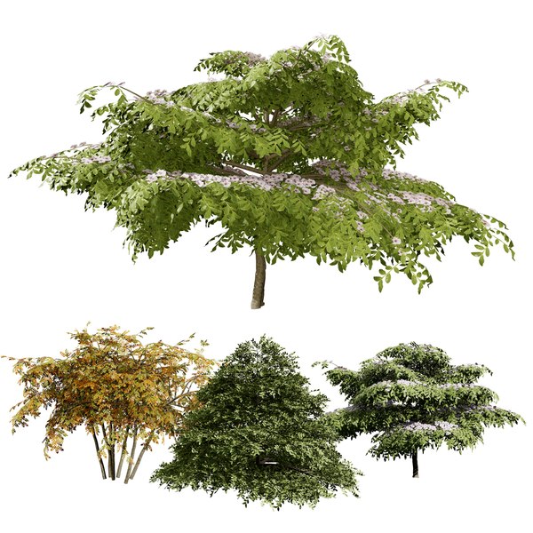 3D Blue Dogwood Deciduous Shrub model