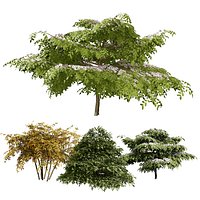 Blue Dogwood Deciduous Shrub