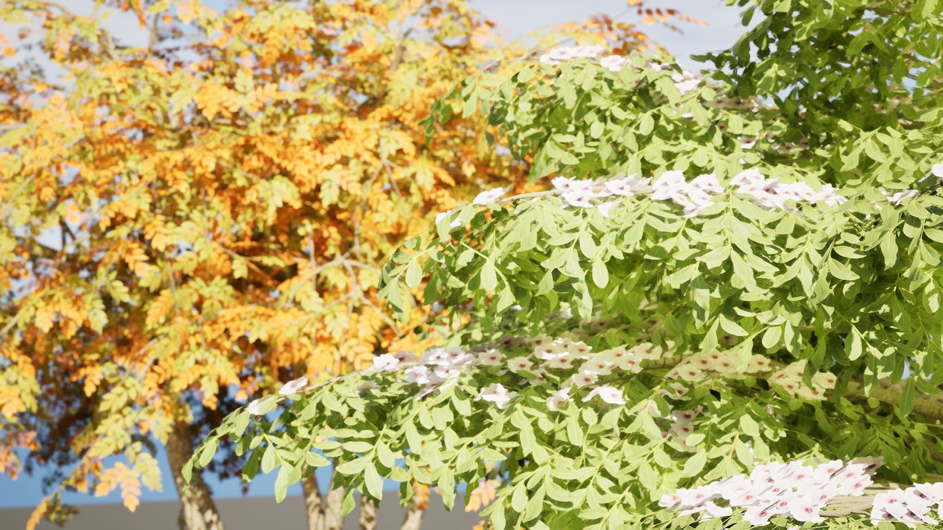 3D Blue Dogwood Deciduous Shrub model https://p.turbosquid.com/ts-thumb/Jv/r2LiTo/mZ/highresscreenshot00003/jpg/1707820445/1920x1080/fit_q87/4357ba83b1bfa33e11a6c63d4bd8b87696403a1f/highresscreenshot00003.jpg