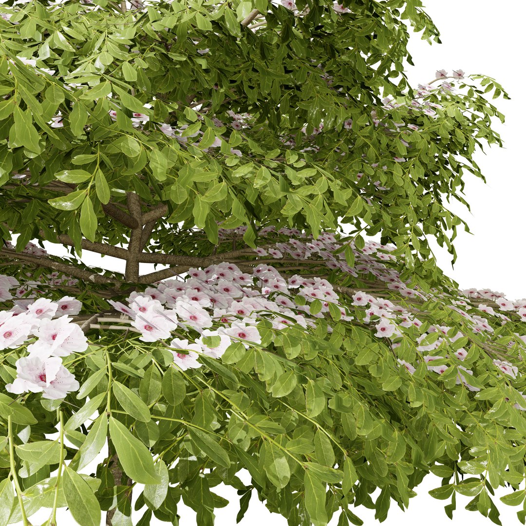 3D Blue Dogwood Deciduous Shrub model https://p.turbosquid.com/ts-thumb/Jv/r2LiTo/pT/cornusalternifoliapagodadogwood056/jpg/1707820462/1920x1080/fit_q87/380c407192615ded25d720958c9ca8732ec5ebc1/cornusalternifoliapagodadogwood056.jpg