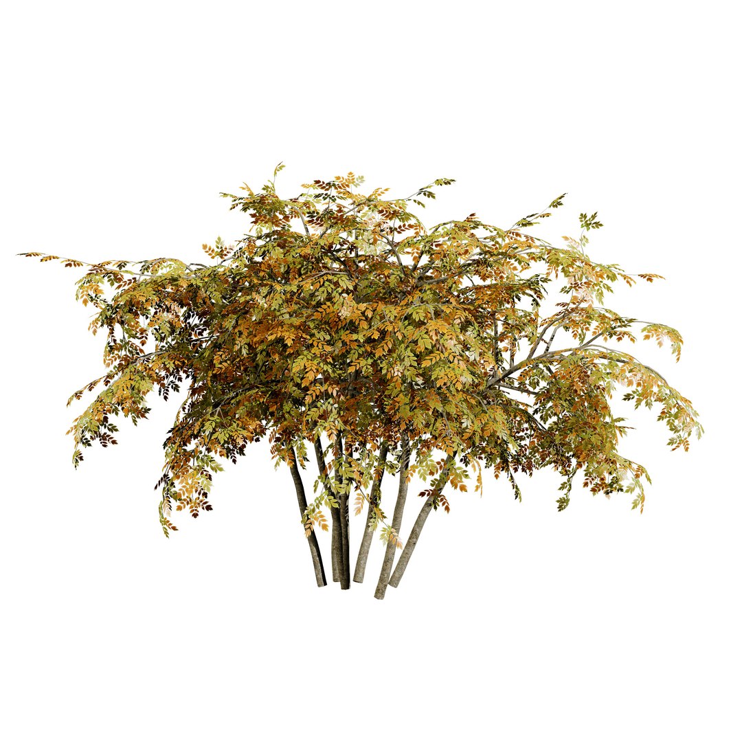 3D Blue Dogwood Deciduous Shrub model https://p.turbosquid.com/ts-thumb/Jv/r2LiTo/rp/cornusalternifoliapagodadogwoodaoutm/jpg/1707820454/1920x1080/fit_q87/922b10b8bda38abf045b5f944a7ecf28667211e9/cornusalternifoliapagodadogwoodaoutm.jpg
