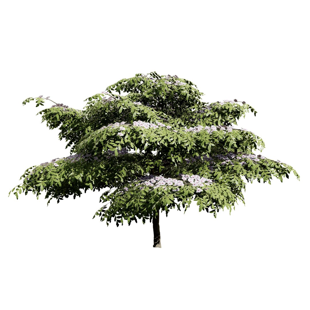 3D Blue Dogwood Deciduous Shrub model https://p.turbosquid.com/ts-thumb/Jv/r2LiTo/zS/cornusalternifoliapagodadogwood/jpg/1707820458/1920x1080/fit_q87/c787629f92aae92197133cc5bcc4eda57b6fab94/cornusalternifoliapagodadogwood.jpg