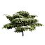 Blue Dogwood Deciduous Shrub