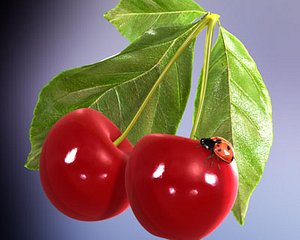 cherry ladybird 3d model