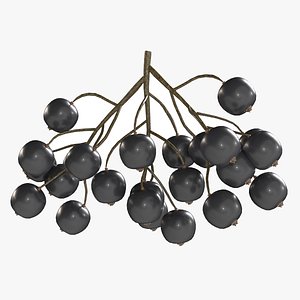3D model Black Currant
