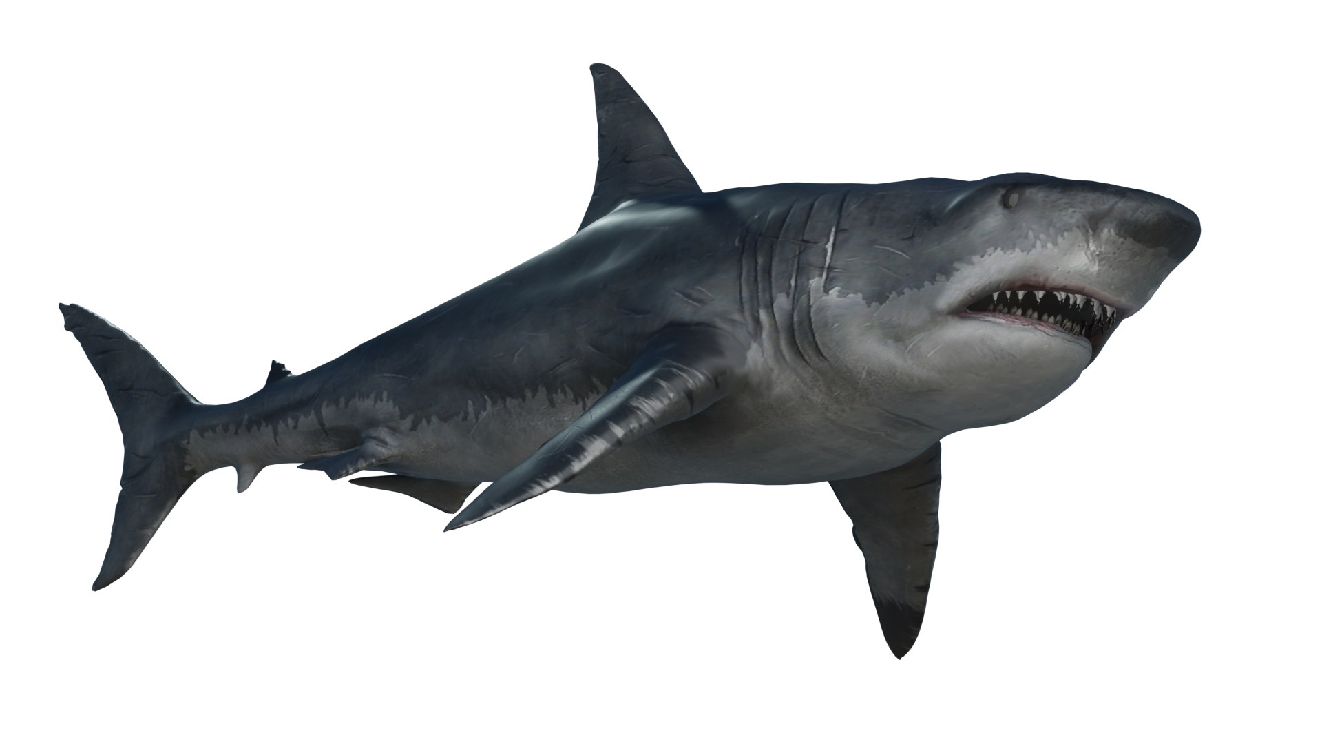 3D Model Realistic Shark - TurboSquid 2056280