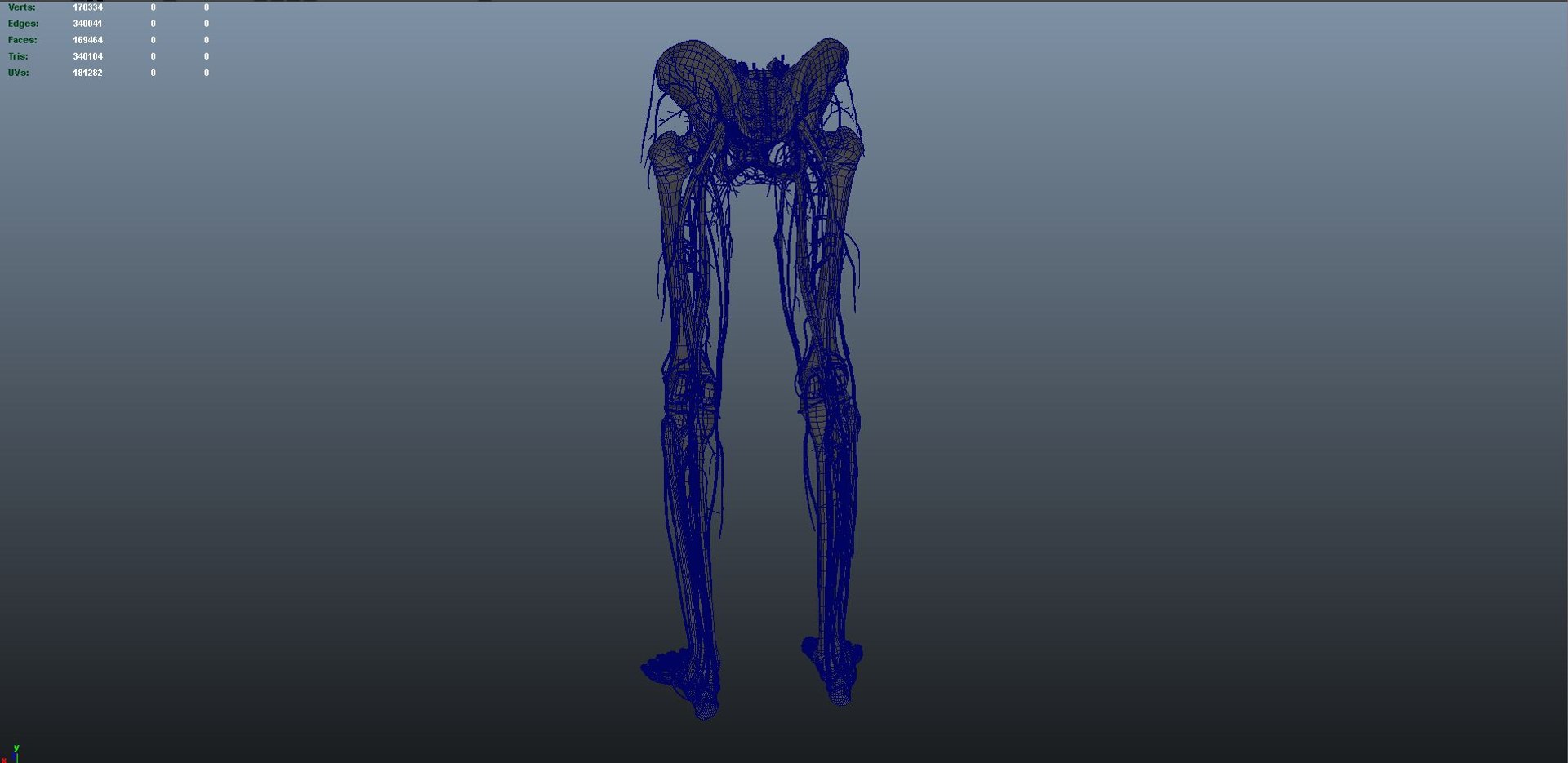 Lower Limbs 3d Model