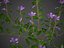 2021 PBR Lesser Perriwinkle Collection - Vinca Minor