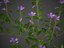 2021 PBR Lesser Perriwinkle Collection - Vinca Minor