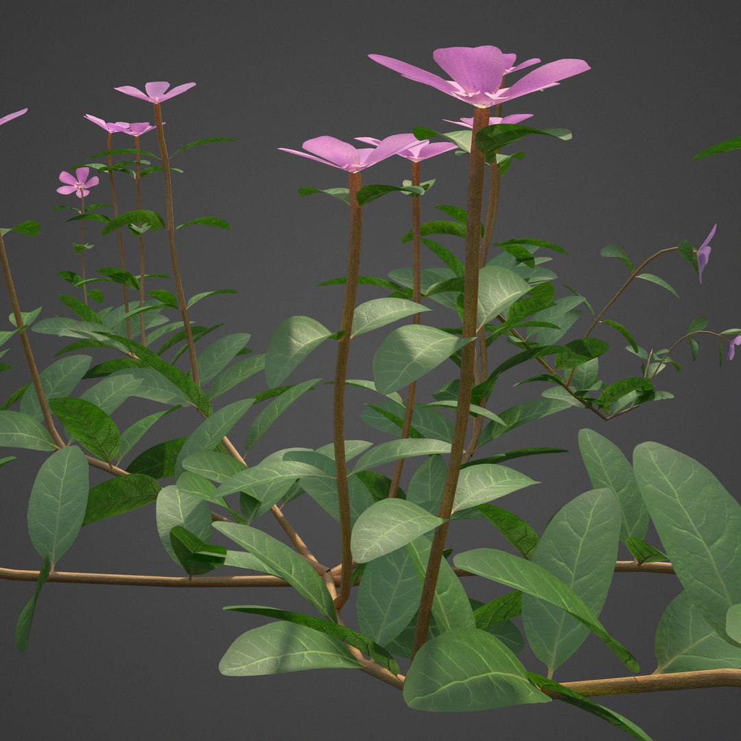 plants - pbr 2021 3D model https://p.turbosquid.com/ts-thumb/Jw/C8h1YW/V8/ls20_backlit/jpg/1613083818/1920x1080/fit_q87/8a5c222baeab14a15c399a35ad4762d9c2f9fd01/ls20_backlit.jpg
