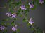 2021 PBR Lesser Perriwinkle Collection - Vinca Minor