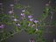 2021 PBR Lesser Perriwinkle Collection - Vinca Minor