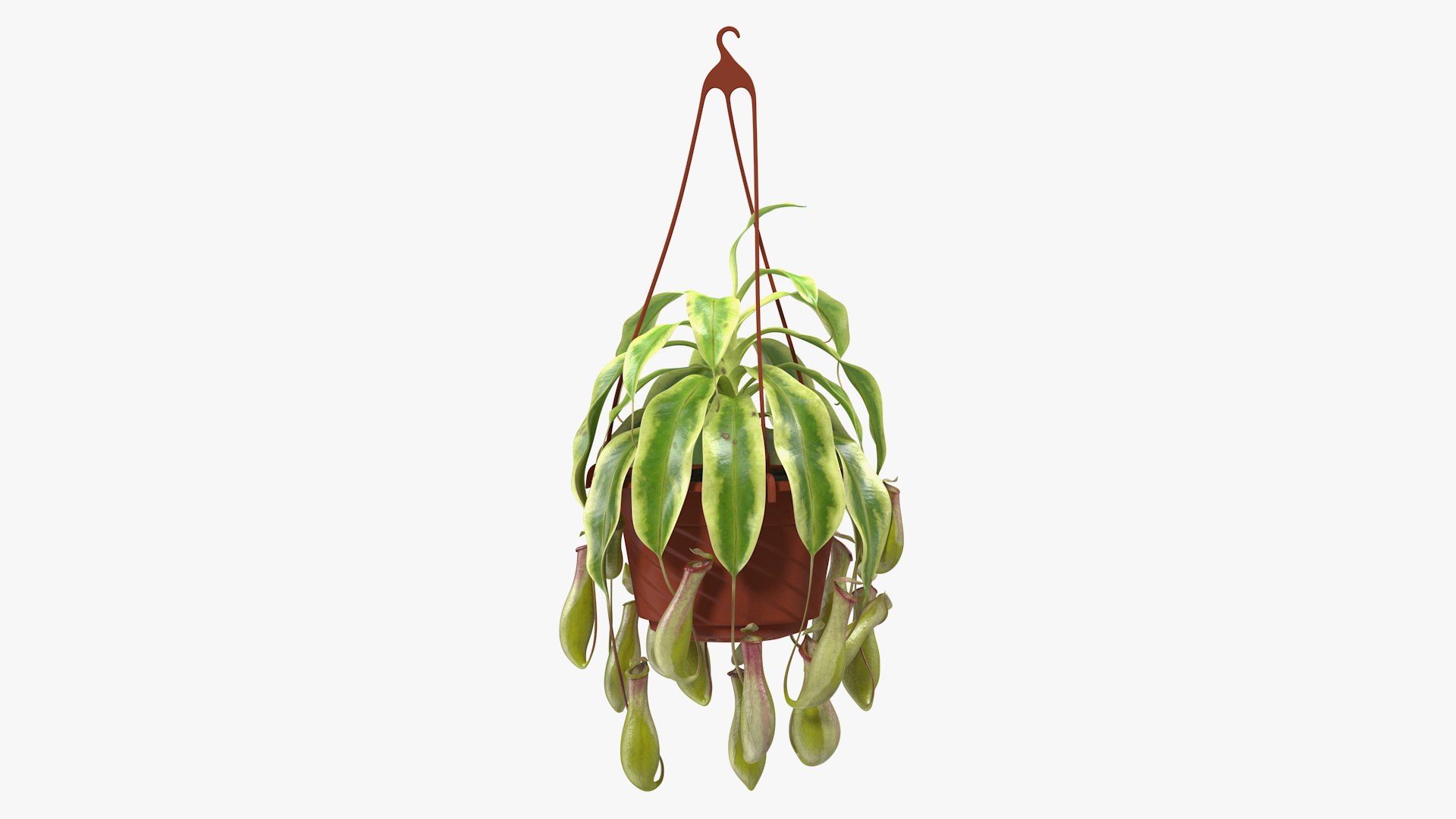 Pitcher Plant in Hanging Pot 3D model preview