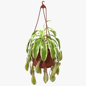 Pitcher Plant in Hanging Pot