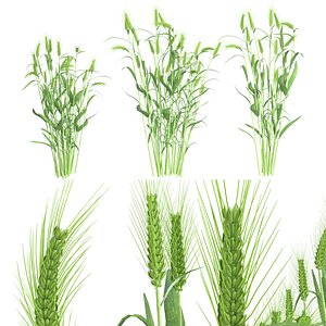 Wheat green bushes 3D