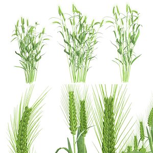Wheat green bushes