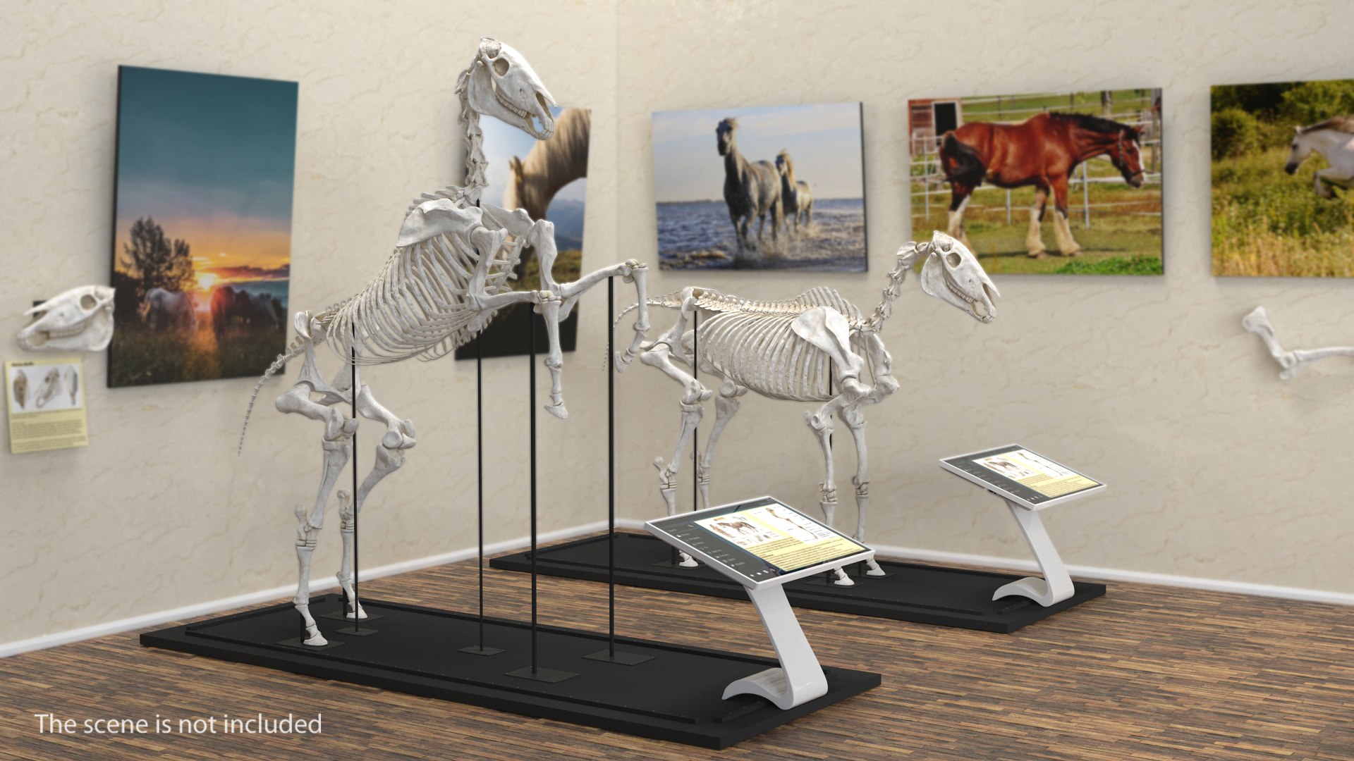 rearing horse skeleton 3D model https://p.turbosquid.com/ts-thumb/Jw/XmMKju/8vzifVPC/rearinghorseskeleton3dmodel002/jpg/1540690630/1920x1080/fit_q87/d101926217ef996ab937fac70ae4175afe00e4e2/rearinghorseskeleton3dmodel002.jpg