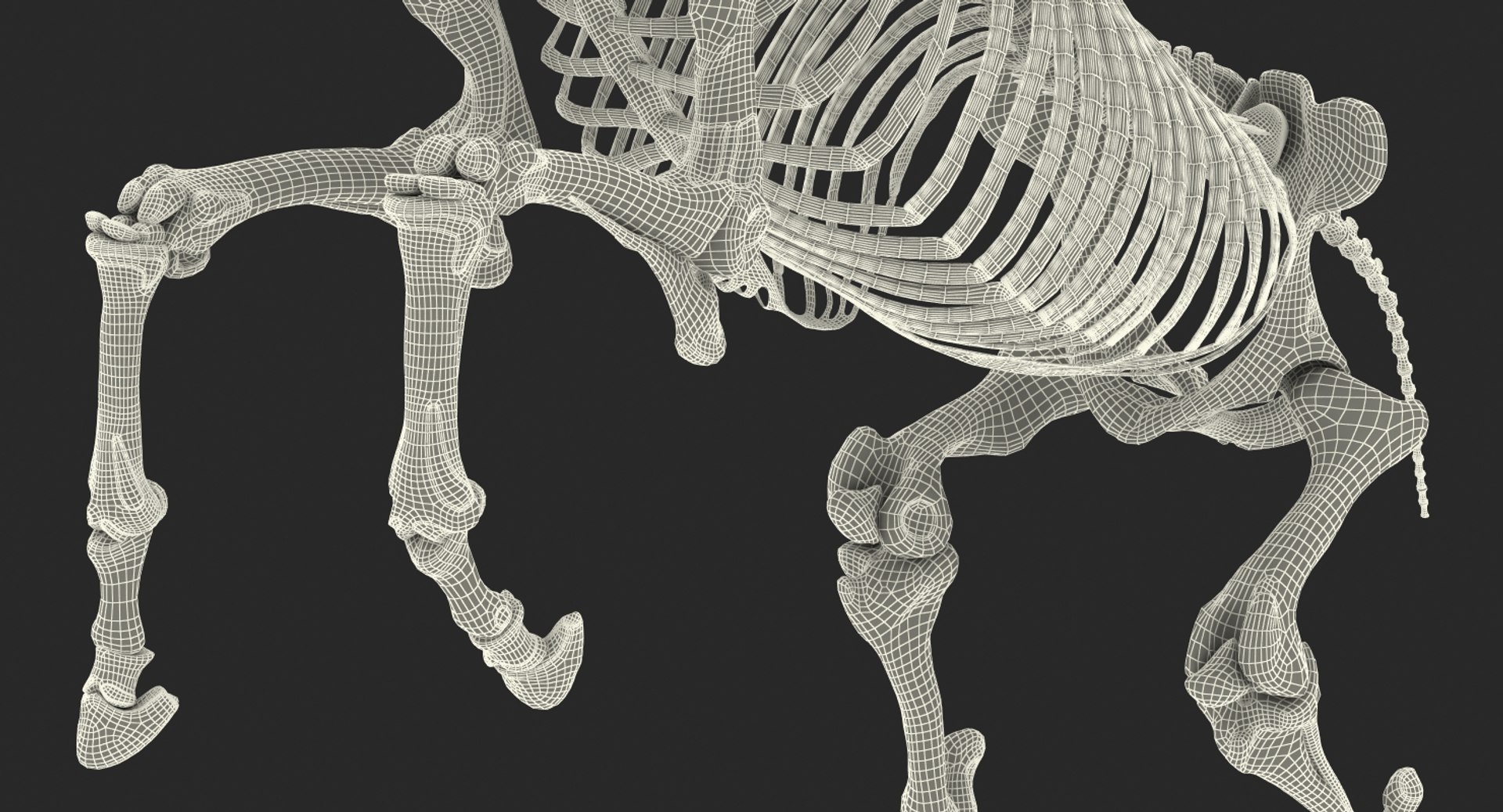 rearing horse skeleton 3D model https://p.turbosquid.com/ts-thumb/Jw/XmMKju/a32MFzv0/rearinghorseskeleton3dmodel019/jpg/1540690687/1920x1080/fit_q87/d378531bf364875d2399994234f8c1742d83920d/rearinghorseskeleton3dmodel019.jpg