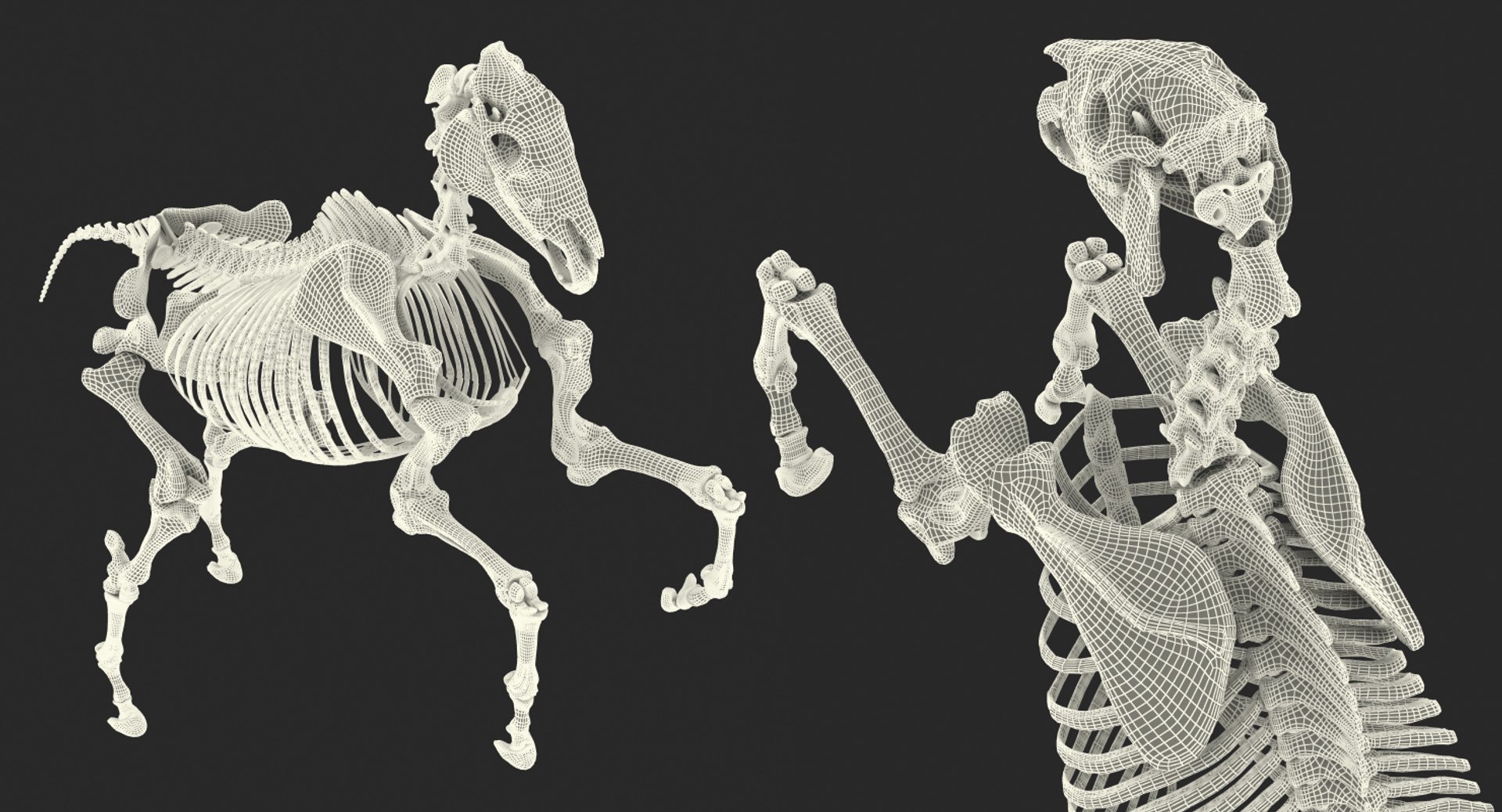 rearing horse skeleton 3D model https://p.turbosquid.com/ts-thumb/Jw/XmMKju/bqGdPV3H/rearinghorseskeleton3dmodel018/jpg/1540690683/1920x1080/fit_q87/0120e93dbccda29e13e84ce6c6c63f8754527b4c/rearinghorseskeleton3dmodel018.jpg