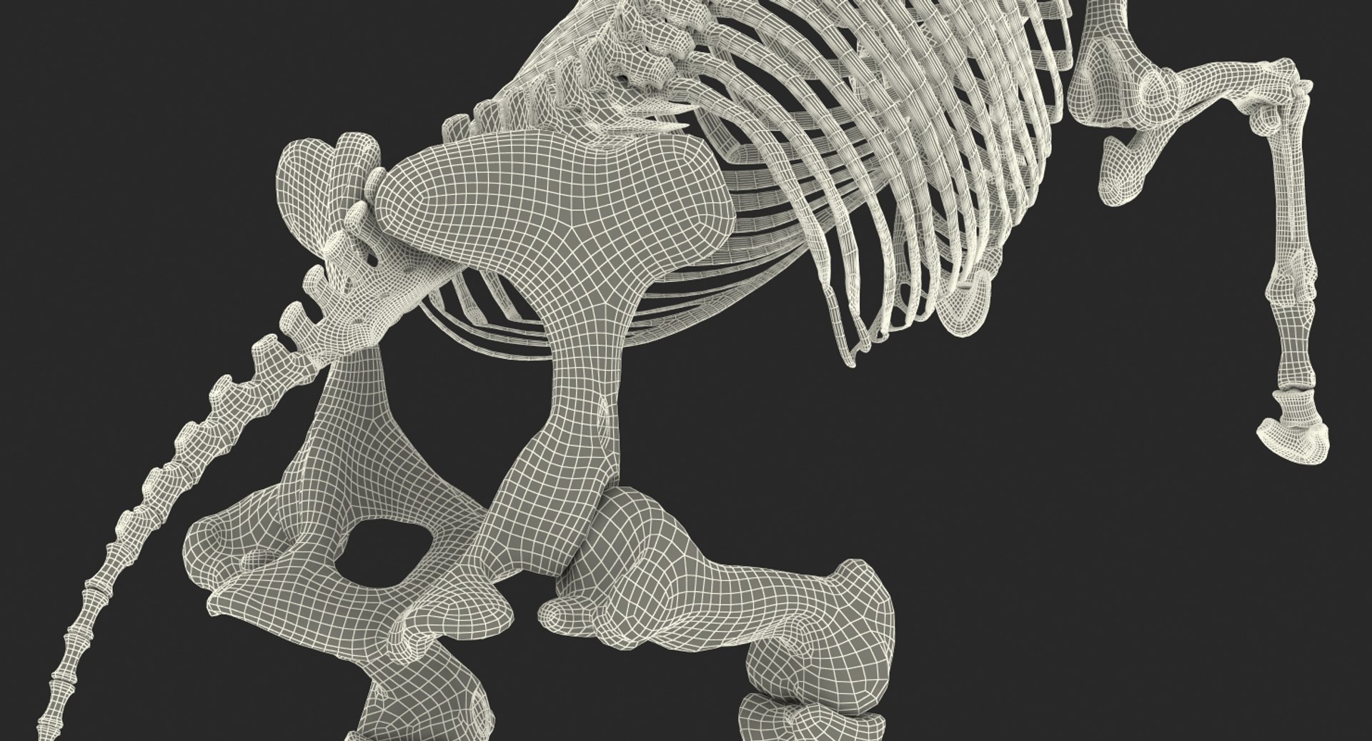 rearing horse skeleton 3D model https://p.turbosquid.com/ts-thumb/Jw/XmMKju/cfoZF4OT/rearinghorseskeleton3dmodel020/jpg/1540690690/1920x1080/fit_q87/f3c37491eaf694ae5e3cdc29f4bf3058e14f6dc0/rearinghorseskeleton3dmodel020.jpg