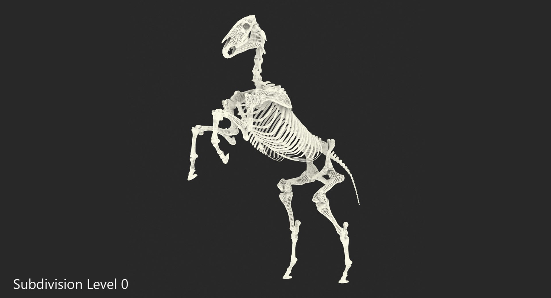 rearing horse skeleton 3D model https://p.turbosquid.com/ts-thumb/Jw/XmMKju/lMRbWW0r/rearinghorseskeleton3dmodel010/jpg/1540690656/1920x1080/fit_q87/0ffdac6be21b683ed91e7d6a4cb710f54a4f6c8c/rearinghorseskeleton3dmodel010.jpg