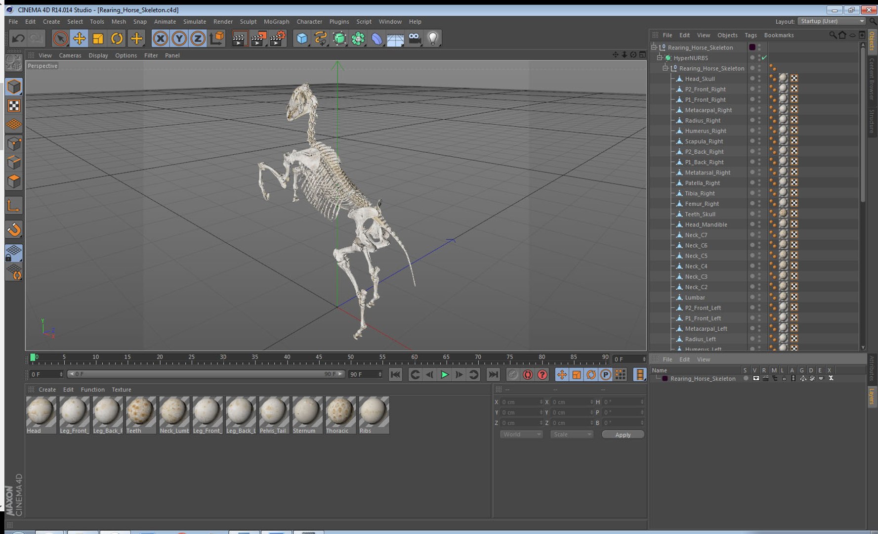 rearing horse skeleton 3D model https://p.turbosquid.com/ts-thumb/Jw/XmMKju/lyLzlyij/rearinghorseskeleton3dmodel015/jpg/1540690673/1920x1080/fit_q87/4357d8ed19cfe92785edd6bafe5196b824b04c9d/rearinghorseskeleton3dmodel015.jpg